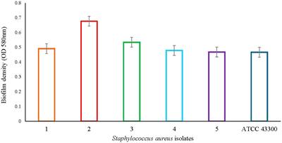 Exploring diflunisal as a synergistic agent against Staphylococcus aureus biofilm formation